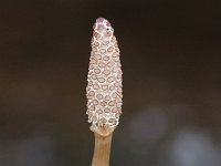 Field Horsetail